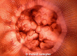 Jellyfish, backlit by sun, Tokina 10-17mm at 17mm by Michael Gallagher 